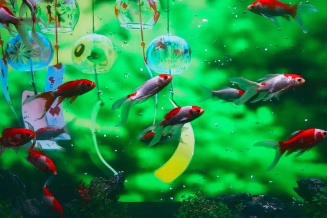 【幼児の入場無料延長】金魚すくい+沖縄金魚ミュージアム 入場券 【幼児の入場無料延長】金魚すくい+沖縄金魚ミュージアム 入場券