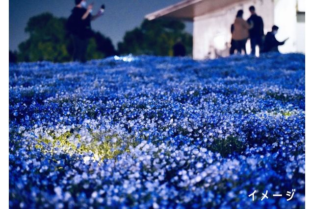 いよいよ見頃!【購入日の翌日から利用可】こうべアグリパーク ネモフィラの丘 ナイター入場券 いよいよ見頃!【購入日の翌日から利用可】こうべアグリパーク ネモフィラの丘 ナイター入場券