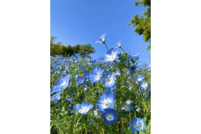 いよいよ見頃!【購入日の翌日から利用可】こうべアグリパーク ネモフィラの丘 ナイター入場券 いよいよ見頃!【購入日の翌日から利用可】こうべアグリパーク ネモフィラの丘 ナイター入場券