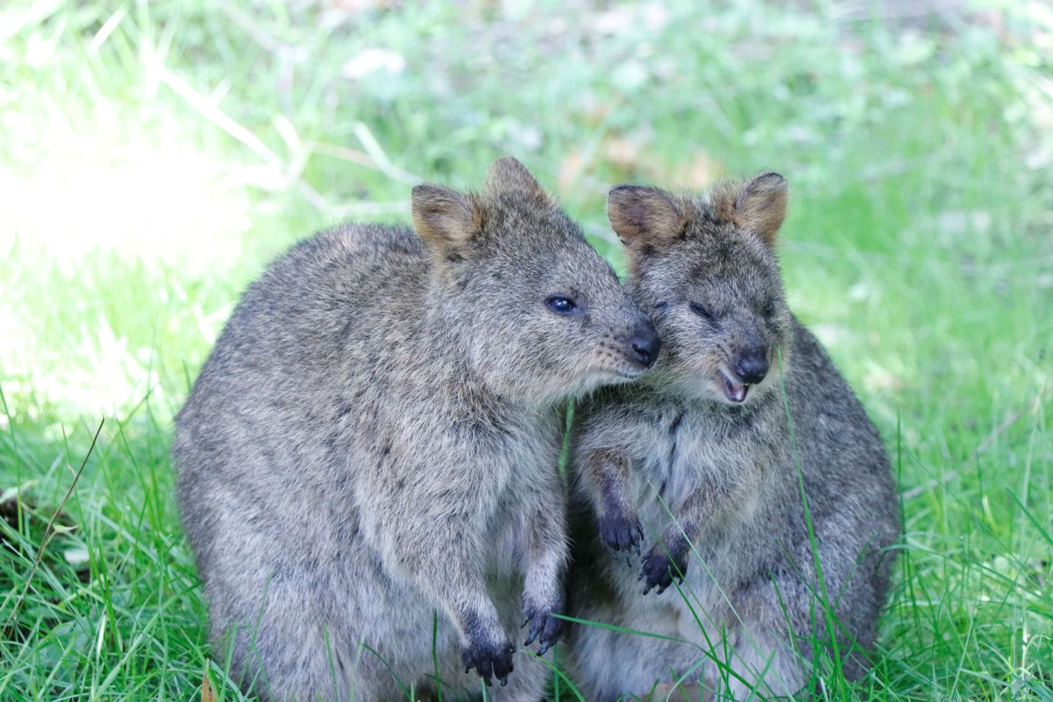 『埼玉県こども動物自然公園』日時指定 入園券 『埼玉県こども動物自然公園』日時指定 入園券