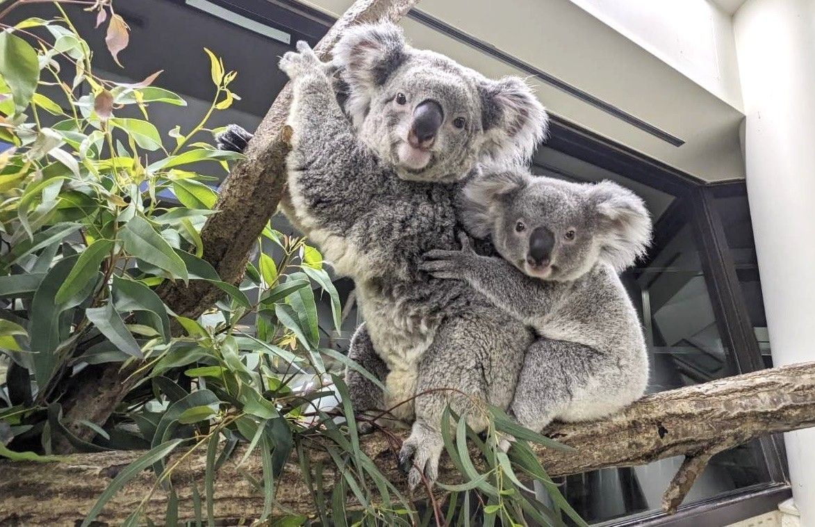『埼玉県こども動物自然公園』日時指定 入園券 『埼玉県こども動物自然公園』日時指定 入園券