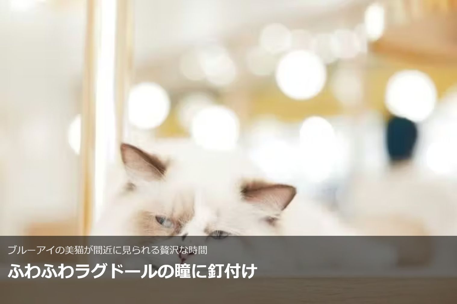 超特割!【平日限定・20%割引】猫カフェモカ イオンモール松本 入場チケット(ドリンクバー・猫のおやつ) 超特割!【平日限定・20%割引】猫カフェモカ イオンモール松本 入場チケット(ドリンクバー・猫のおやつ)