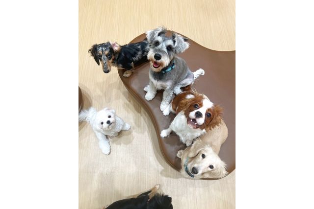 超特割!【30%割引】いぬカフェRio ゆめタウン広島店(ドリンク飲み放題+犬おやつ付) 超特割!【30%割引】いぬカフェRio ゆめタウン広島店(ドリンク飲み放題+犬おやつ付)