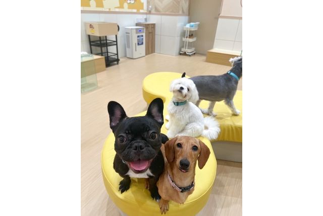 超特割!【30%割引】いぬカフェRio ゆめタウン広島店(ドリンク飲み放題+犬おやつ付) 超特割!【30%割引】いぬカフェRio ゆめタウン広島店(ドリンク飲み放題+犬おやつ付)