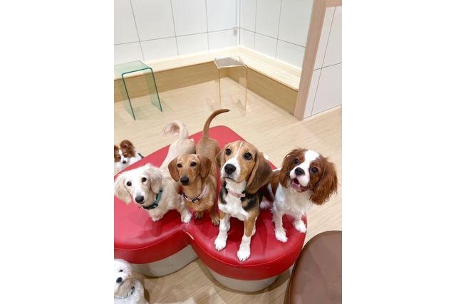 超特割!【30%割引】いぬカフェRio ゆめタウン広島店(ドリンク飲み放題+犬おやつ付) 超特割!【30%割引】いぬカフェRio ゆめタウン広島店(ドリンク飲み放題+犬おやつ付)