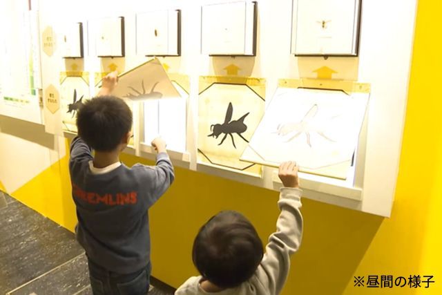 特別展「昆虫 MANIAC」ナイトミュージアム 特別展「昆虫 MANIAC」ナイトミュージアム