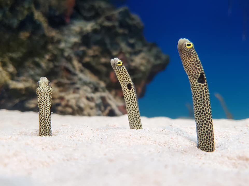 入館券 シン・マリホ水族館 入館券 シン・マリホ水族館