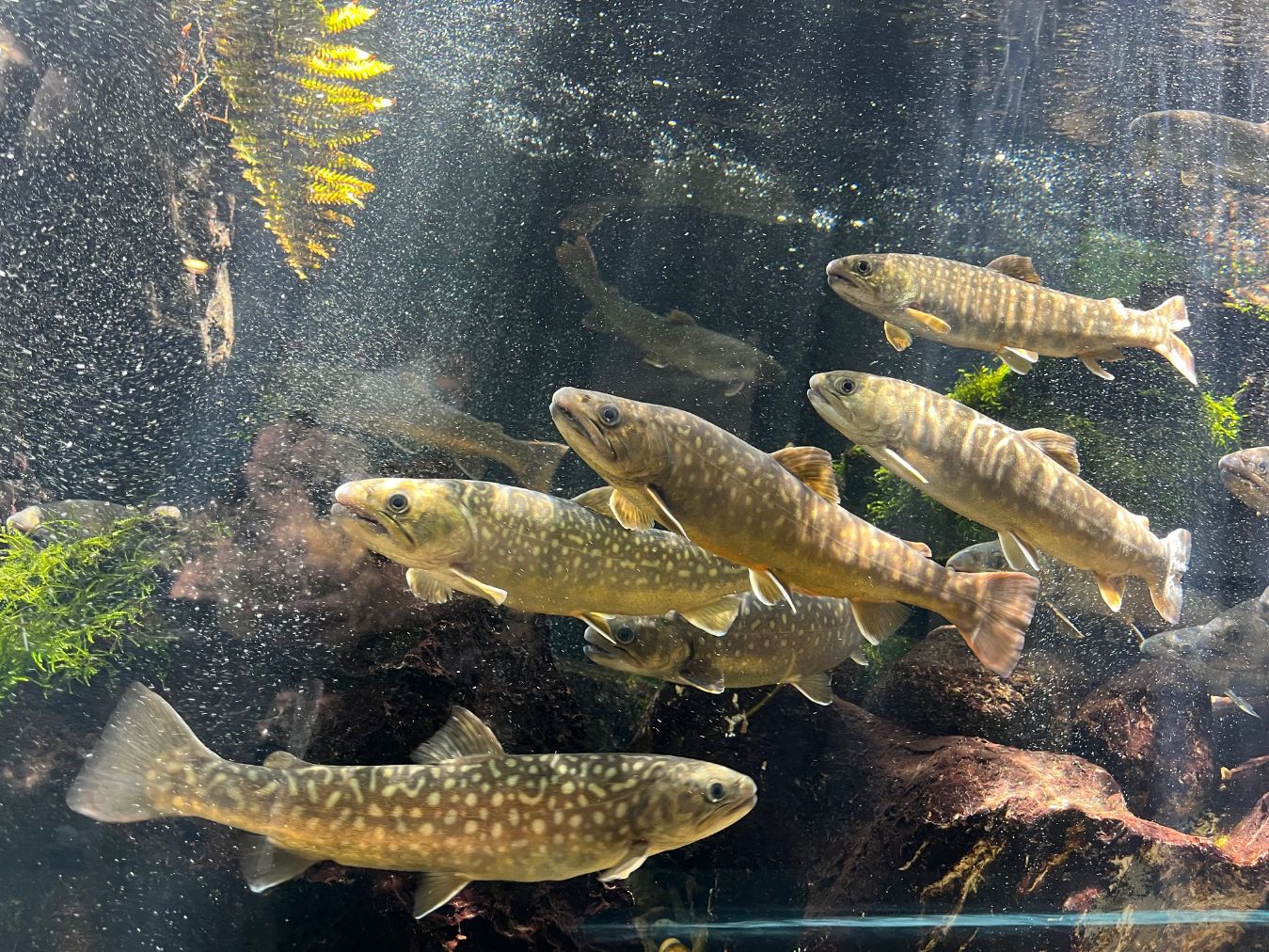 入館券 シン・マリホ水族館 入館券 シン・マリホ水族館