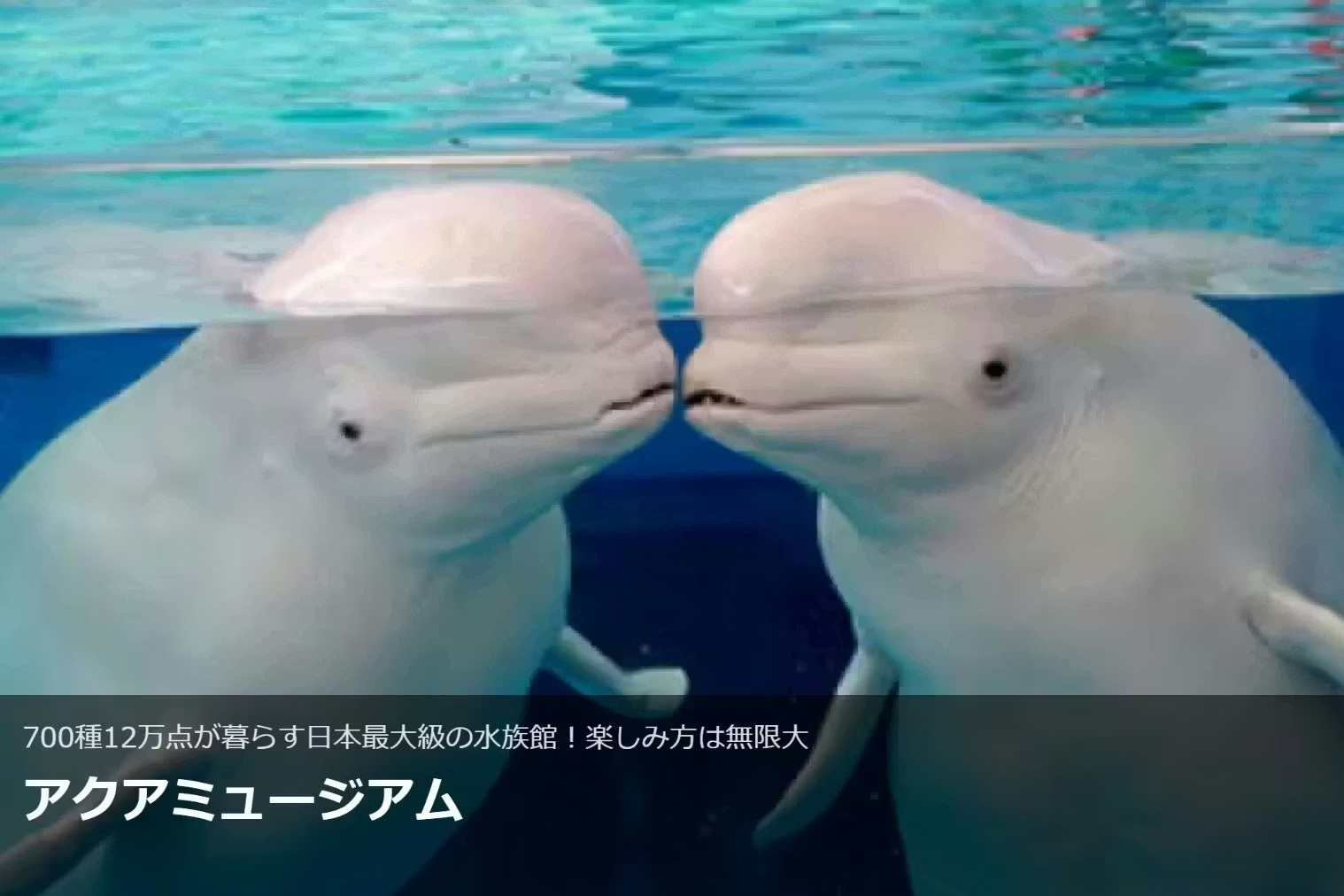 <直チケ>夏の学割ワンデーパス※学生証必須 <直チケ>夏の学割ワンデーパス※学生証必須