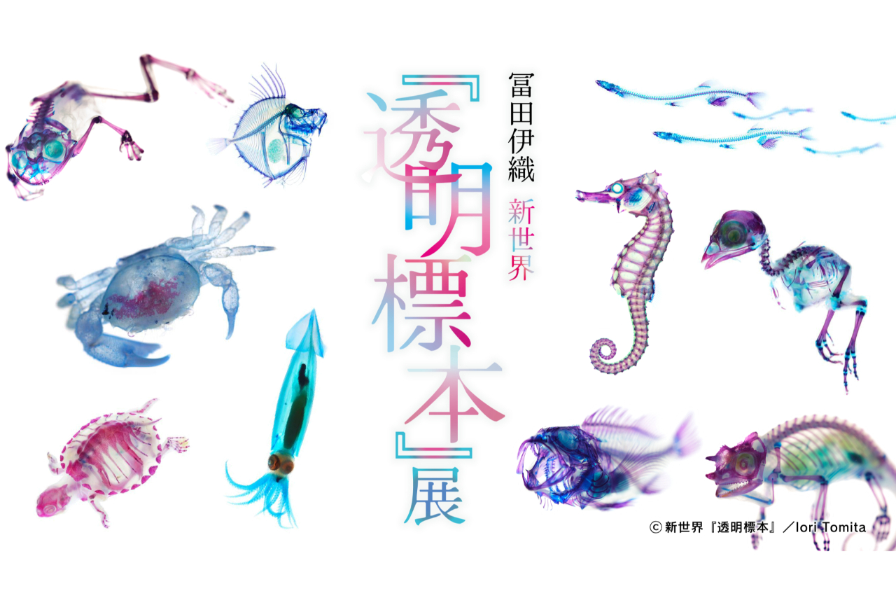 【当日】冨田伊織 新世界『透明標本』展 【当日】冨田伊織 新世界『透明標本』展