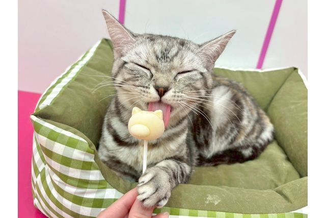 超特割!【30%割引】いぬねこカフェRio ゆめタウン光の森店(ドリンク飲み放題+犬おやつ付き) 超特割!【30%割引】いぬねこカフェRio ゆめタウン光の森店(ドリンク飲み放題+犬おやつ付き)