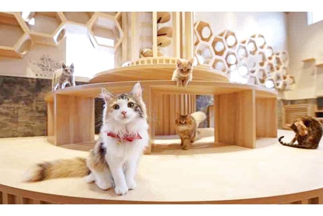 超特割!【20%割引】猫喫茶 空陸家plus 南柏店(ドリンクバー・Wi-Fi・電源完備) 超特割!【20%割引】猫喫茶 空陸家plus 南柏店(ドリンクバー・Wi-Fi・電源完備)