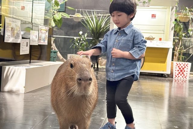 【土・日・祝】癒しと学びの動物園 KABAZOO 入場券 【土・日・祝】癒しと学びの動物園 KABAZOO 入場券