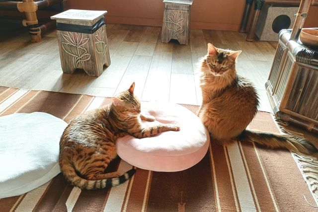 【最大10%割引!猫ちゃんのおやつ付き】猫カフェぐるぐる堂 なんば店 60分券 【最大10%割引!猫ちゃんのおやつ付き】猫カフェぐるぐる堂 なんば店 60分券