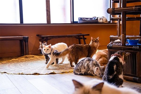 【最大10%割引!・平日限定・猫ちゃんのおやつ付き】猫カフェぐるぐる堂 なんば店 フリータイム 【最大10%割引!・平日限定・猫ちゃんのおやつ付き】猫カフェぐるぐる堂 なんば店 フリータイム