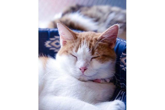 【最大10%割引!・平日限定・猫ちゃんのおやつ付き】猫カフェぐるぐる堂 なんば店 フリータイム 【最大10%割引!・平日限定・猫ちゃんのおやつ付き】猫カフェぐるぐる堂 なんば店 フリータイム