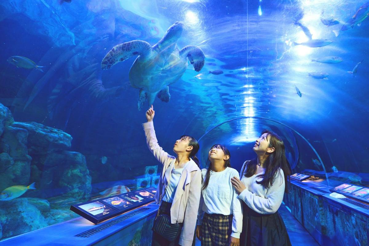 しながわ水族館×すえひろ湯セット券 しながわ水族館×すえひろ湯セット券